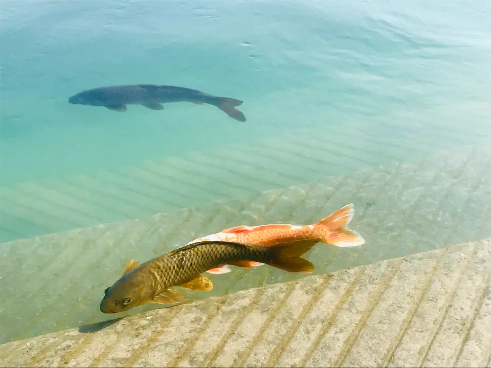 Photo of Golden Tulip Amritsar, Grand Trunk Road, Model Town, Guru Arjun Nagar, Amritsar, Punjab, India by Pavsi Saxena