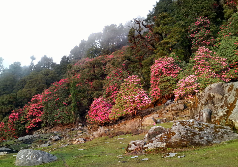 Photo of Trek to the Lord of Peaks : Tungnath 3/11 by Pavsi Saxena
