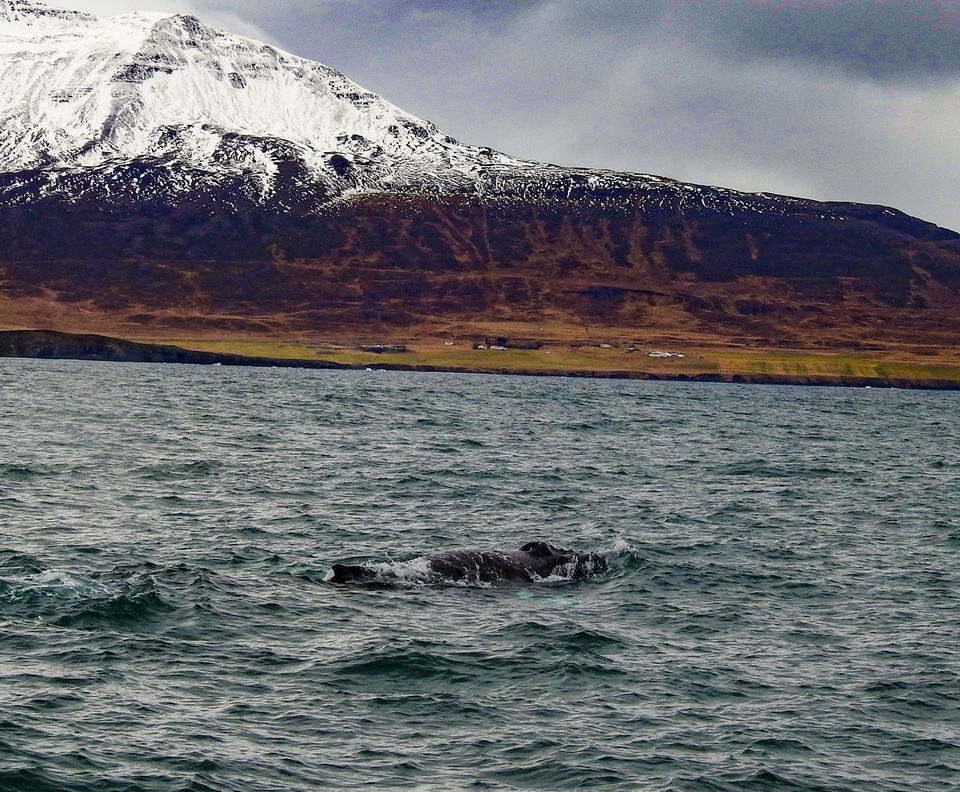 Photo of 10 reasons why Iceland should be in your bucket list 87/146 by Sourav Das
