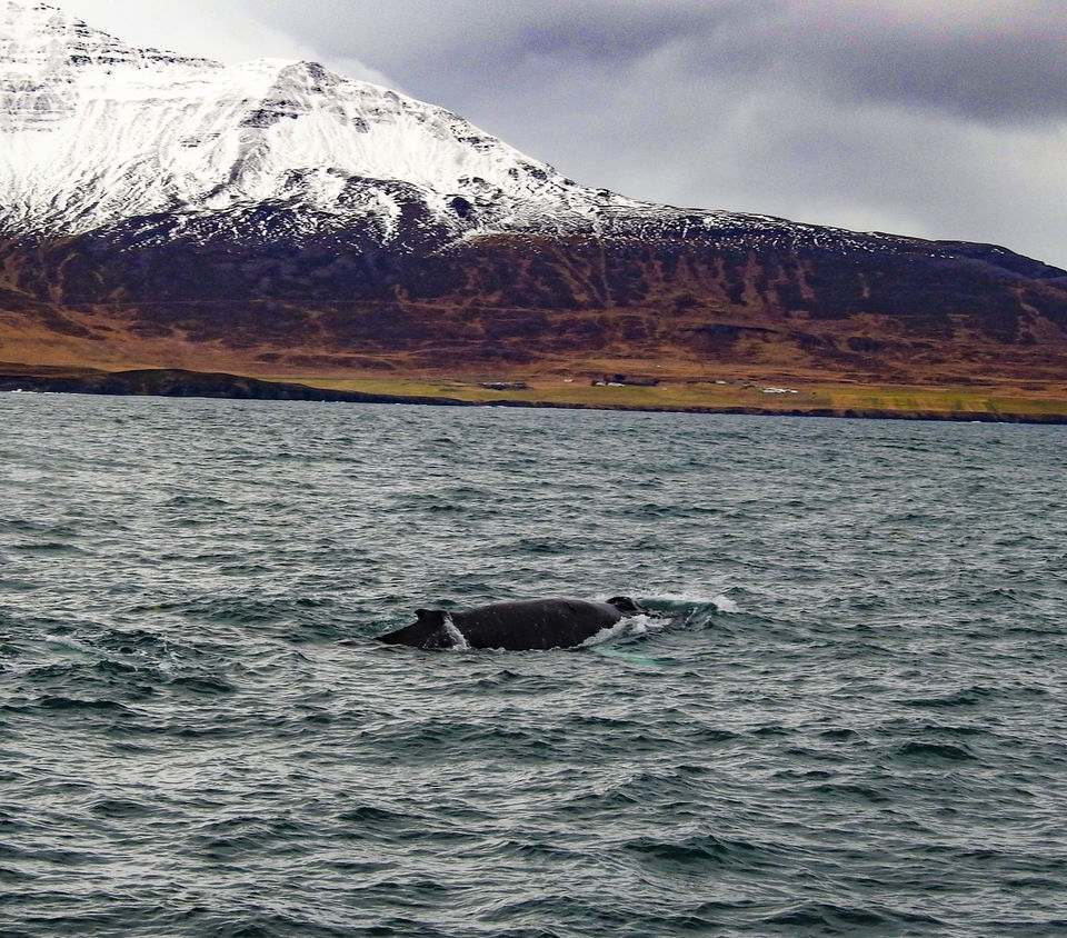 Photo of 10 reasons why Iceland should be in your bucket list 88/146 by Sourav Das
