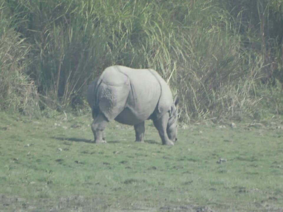 Photo of Kaziranga National Park, Kanchanjuri, Assam 784177, India by Rakesh Ranjan