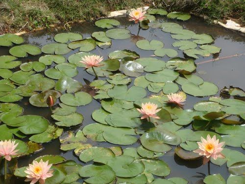 Photo of Munnar, Kerala, India by Surabhi Sinha