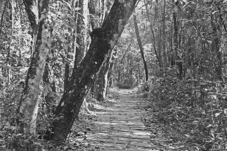 Photo of Kumarakom Bird Sanctuary by Rajni Jain