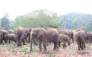 Photo of Sri Lanka through my lens 26/33 by shvijay
