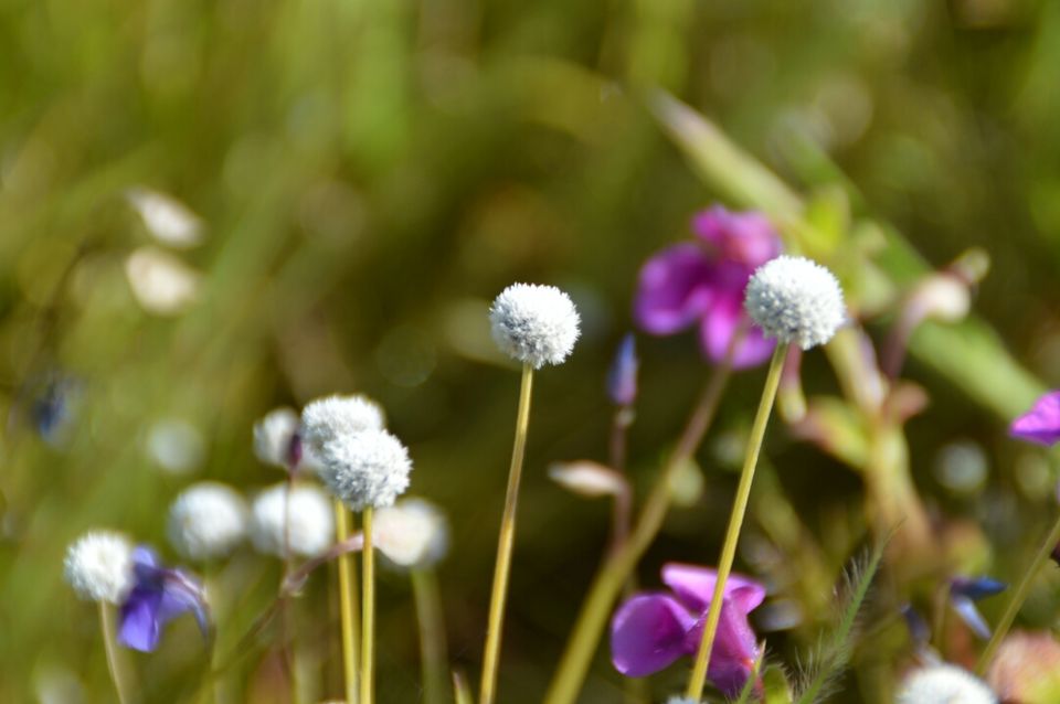 Photo of kaas plateaus - valley of flowers by rinks