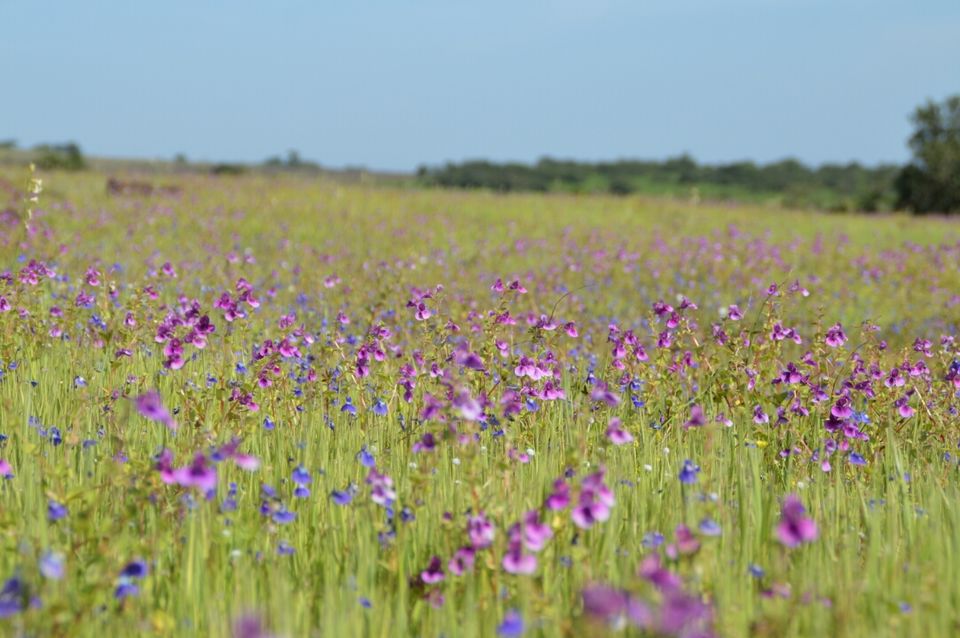 Photo of kaas plateaus - valley of flowers by rinks