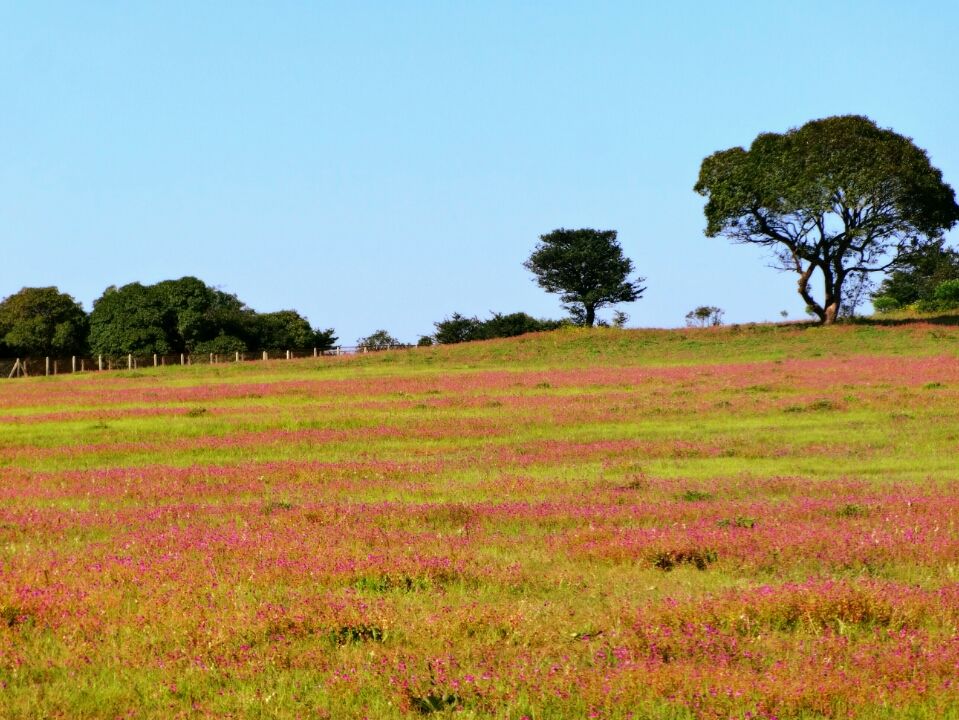Photo of kaas plateaus - valley of flowers by rinks