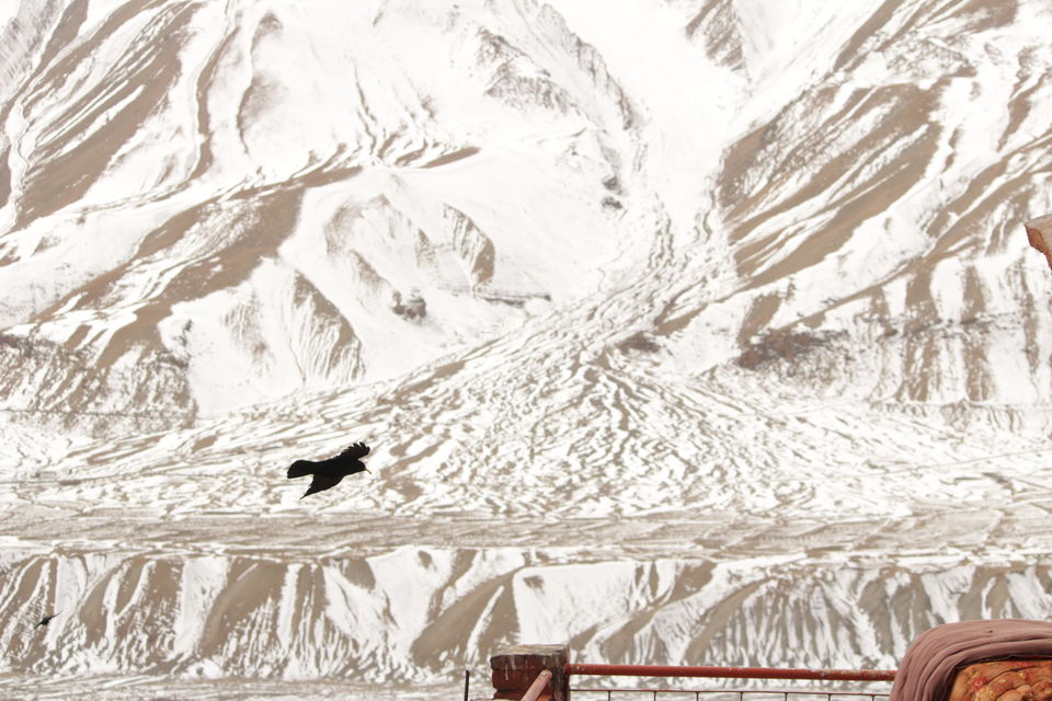 Photo of Wild Wild North - Experiencing winter in Spiti 41/50 by Saumitra Shinde