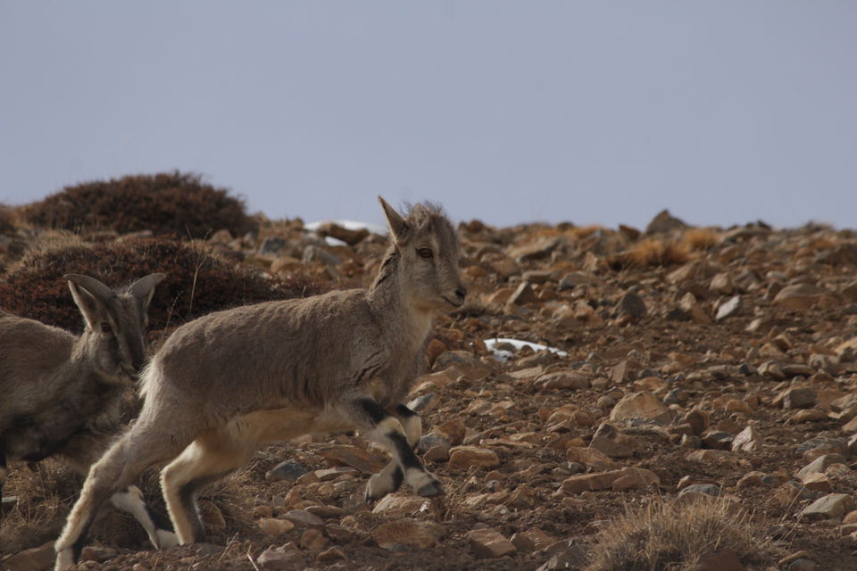 Photo of Wild Wild North - Experiencing winter in Spiti 49/50 by Saumitra Shinde