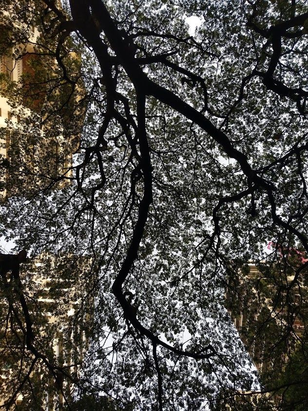Photo of Parsi Colony, Dadar, Mumbai, Maharashtra, India by Saumitra Shinde