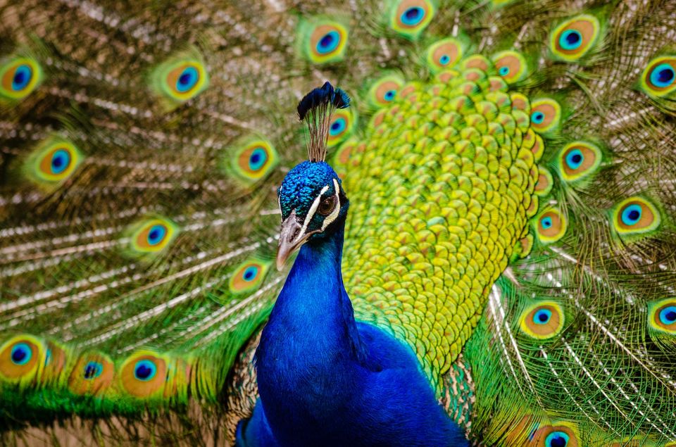 Photo of Walking with Peacocks - The Bankapura Peacock Sanctuary by Saumitra Shinde