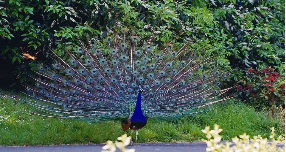 Photo of Walking with Peacocks - The Bankapura Peacock Sanctuary by Saumitra Shinde