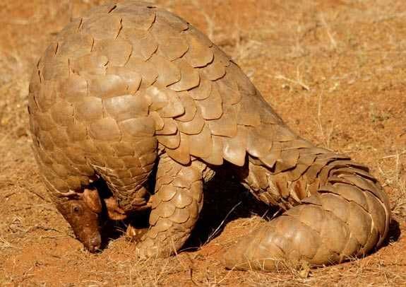 Photo of Assam is fighting the illegal Pangolin trade, and we all should take a note of it! 1/2 by Saumitra Shinde