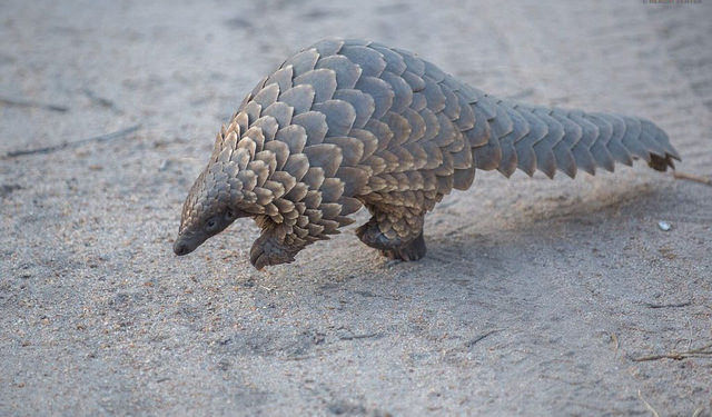 Photo of Assam is fighting the illegal Pangolin trade, and we all should take a note of it! 2/2 by Saumitra Shinde