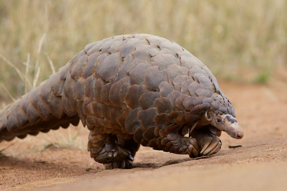 Photo of Assam is fighting the illegal Pangolin trade, and we all should take a note of it! by Saumitra Shinde