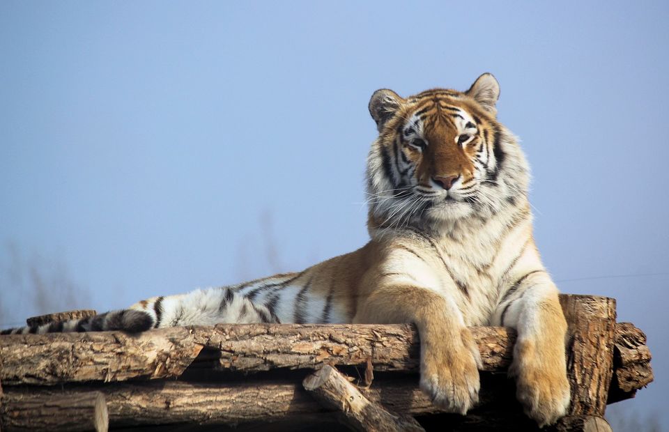 Photo of Attention Delhiites! Now Jim Corbett Is Only 5 Hours Away 1/3 by Saumitra Shinde