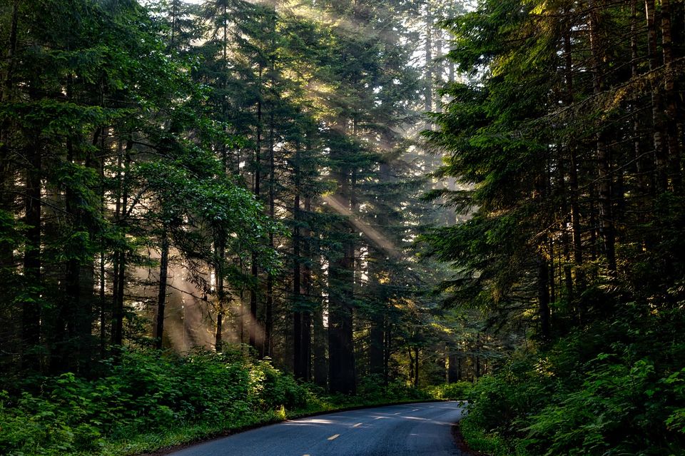 Photo of Attention Delhiites! Now Jim Corbett Is Only 5 Hours Away by Saumitra Shinde