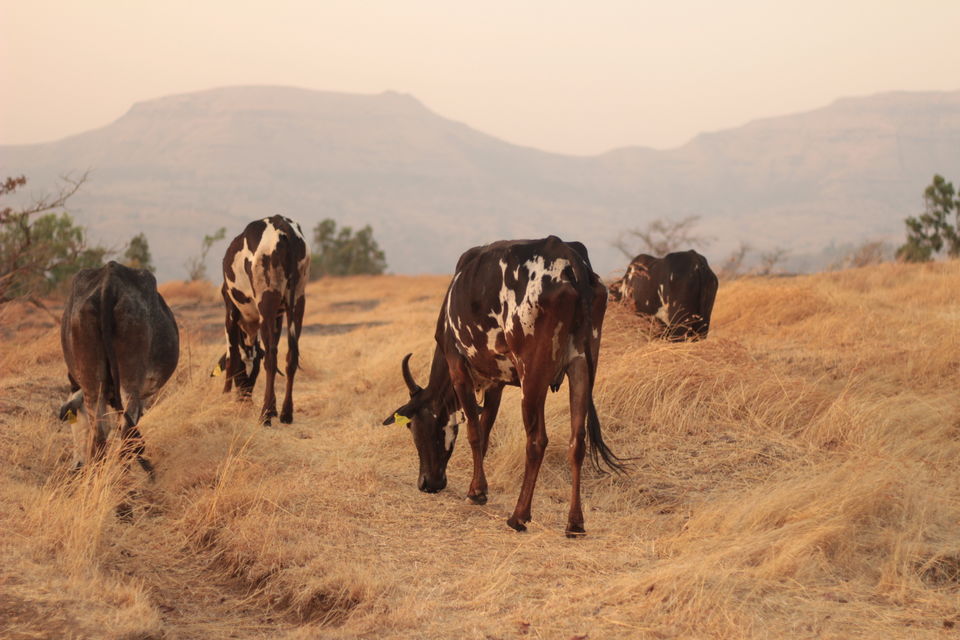 Photo of 24 Hours in the Highlands of Maharashtra - A Photo Story 7/8 by Saumitra Shinde