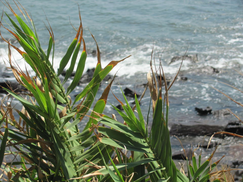 Photo of Goa in pictures – Memories of my first solo trip by Saumitra Shinde