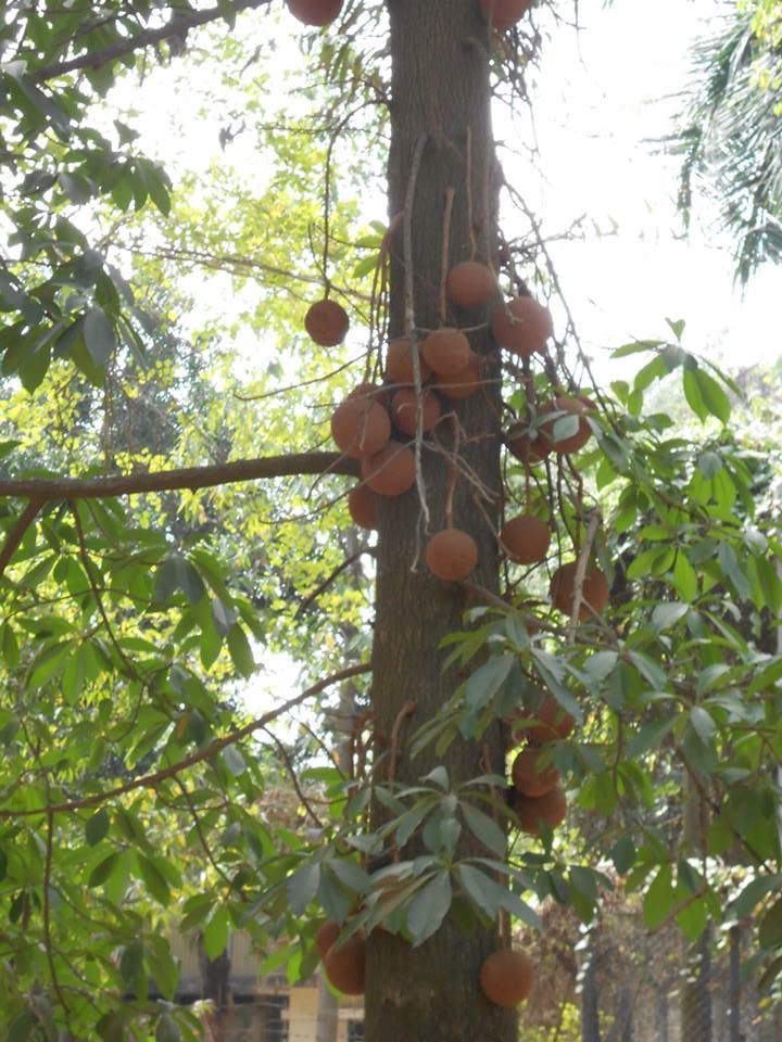 Photo of Bolpur-Santiniketan: A Pastoral. Situated: Near Kolkata, West Bengal.Duration of Stay: 2-3 days 3/14 by Madhurima Mazumder