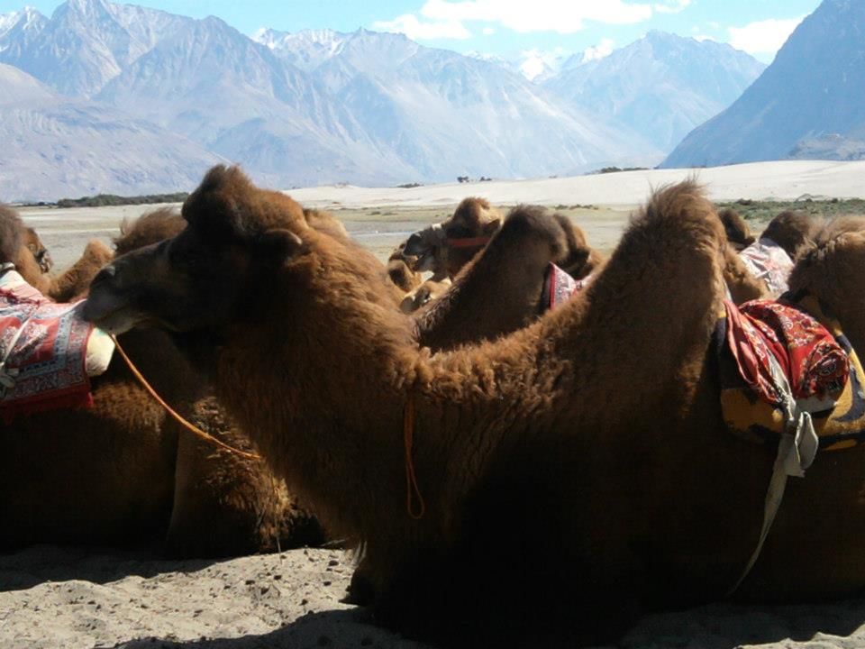Photo of North India : A Spiritual Journey 2/7 by Dipti Gavit