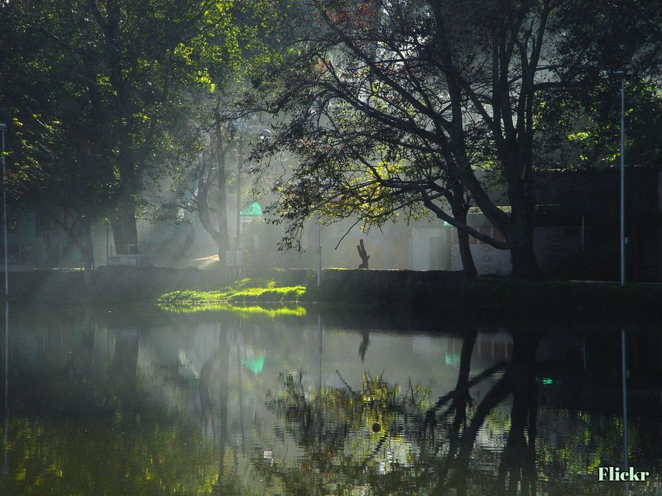 Photo of Solo Tranquility: Walks into Sunshiny Woods of Kodaikanal 5/21 by Sneha Gupta