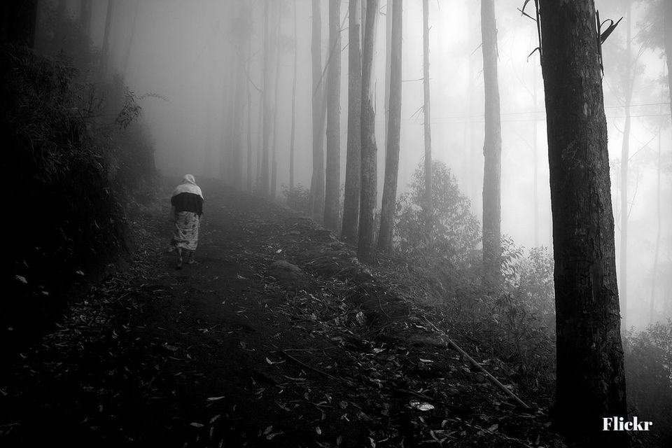 Photo of Solo Tranquility: Walks into Sunshiny Woods of Kodaikanal 8/21 by Sneha Gupta