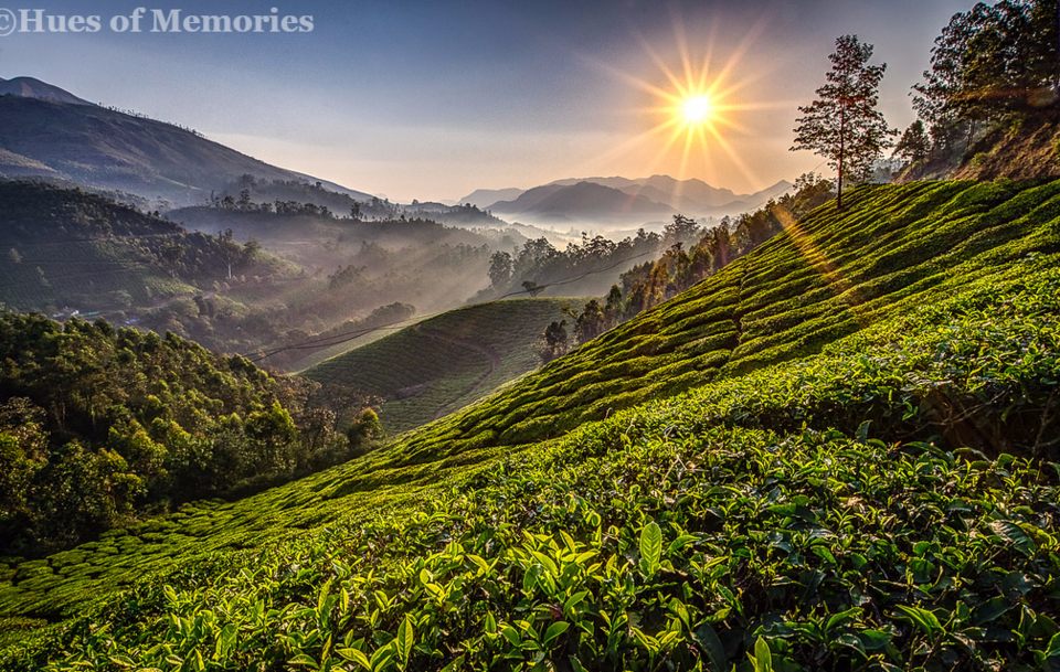 Photo of Munnar, Kerala, India by Sneha Gupta