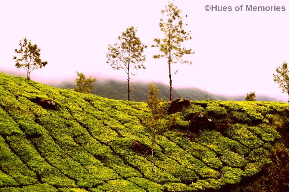 Photo of Munnar, Kerala, India by Sneha Gupta