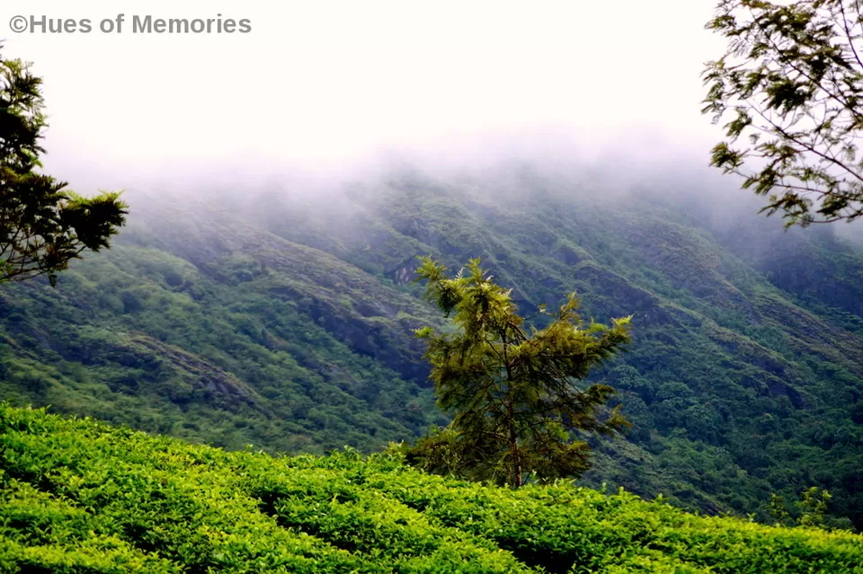 Photo of Munnar, Kerala, India by Sneha Gupta