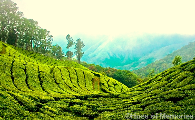 Photo of Munnar, Kerala, India by Sneha Gupta