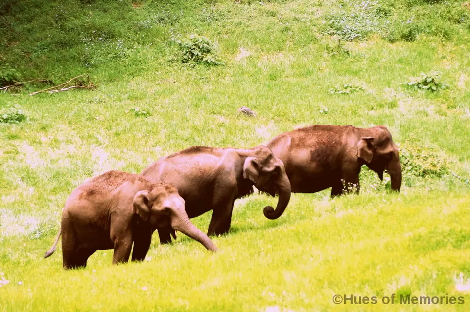 Photo of Munnar, Kerala, India by Sneha Gupta