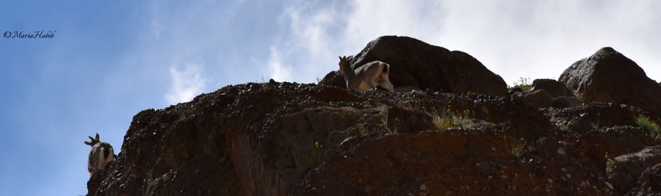 Photo of Upshi by Maria Habib