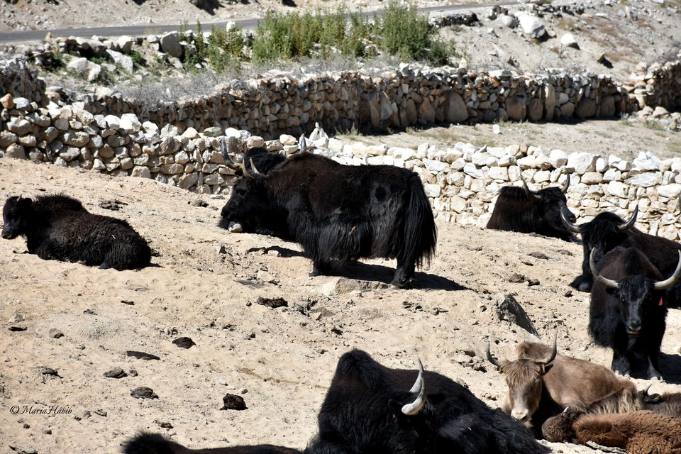 Photo of From Leh to Nubra Valley... by Maria Habib