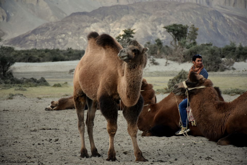 Photo of From Leh to Nubra Valley... by Maria Habib