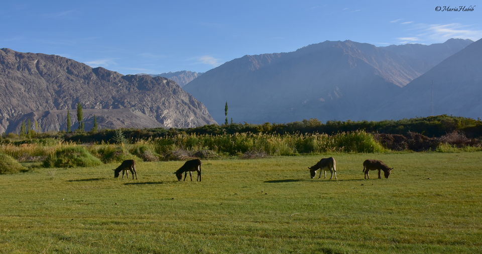 Photo of From Leh to Nubra Valley... by Maria Habib