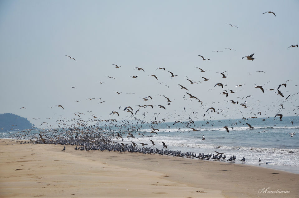 Photo of Beach Trek - Gokarna to Honnavar 8/11 by Manoharan Sakthivel
