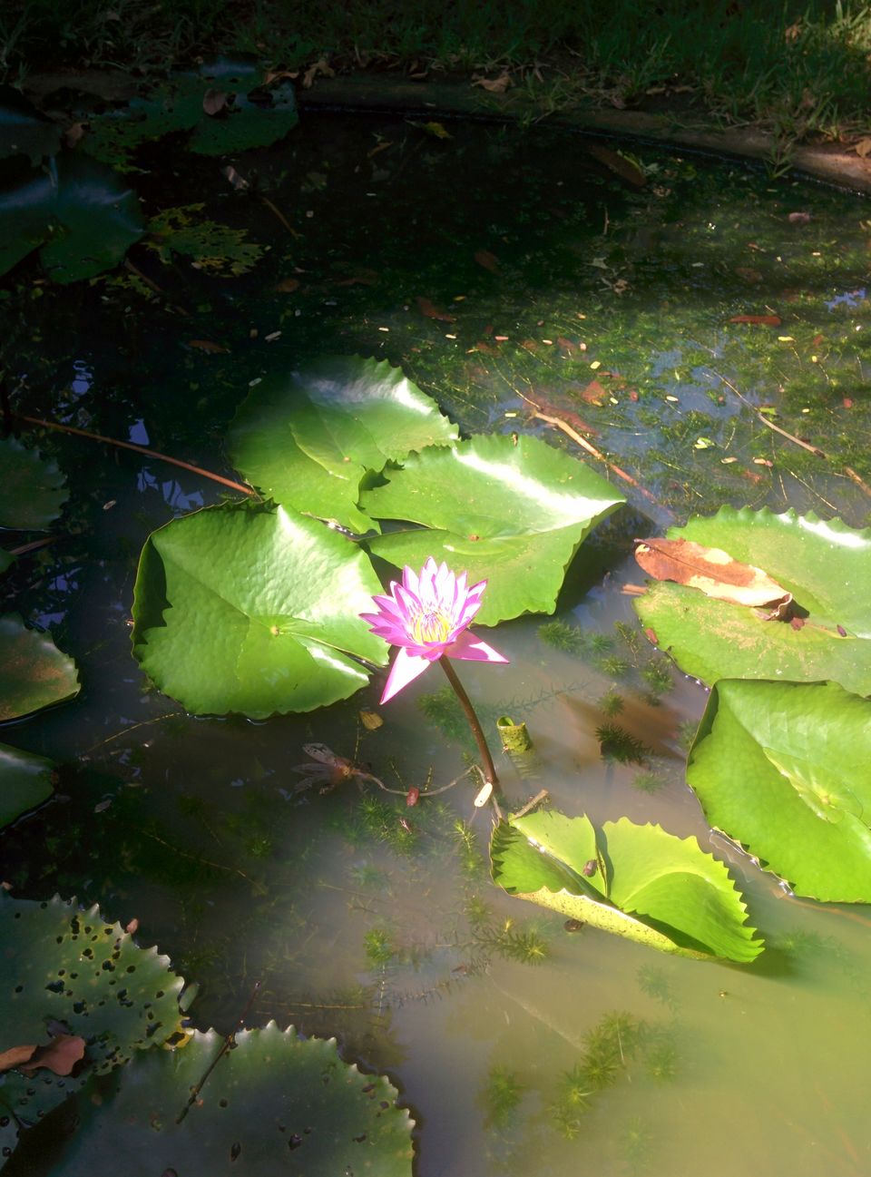 Photo of A Pool, Private Garden and Organic Living, This Is The Holiday You Dream About 1/1 by MissDoLittle a.k.a Khushbu Jhaveri