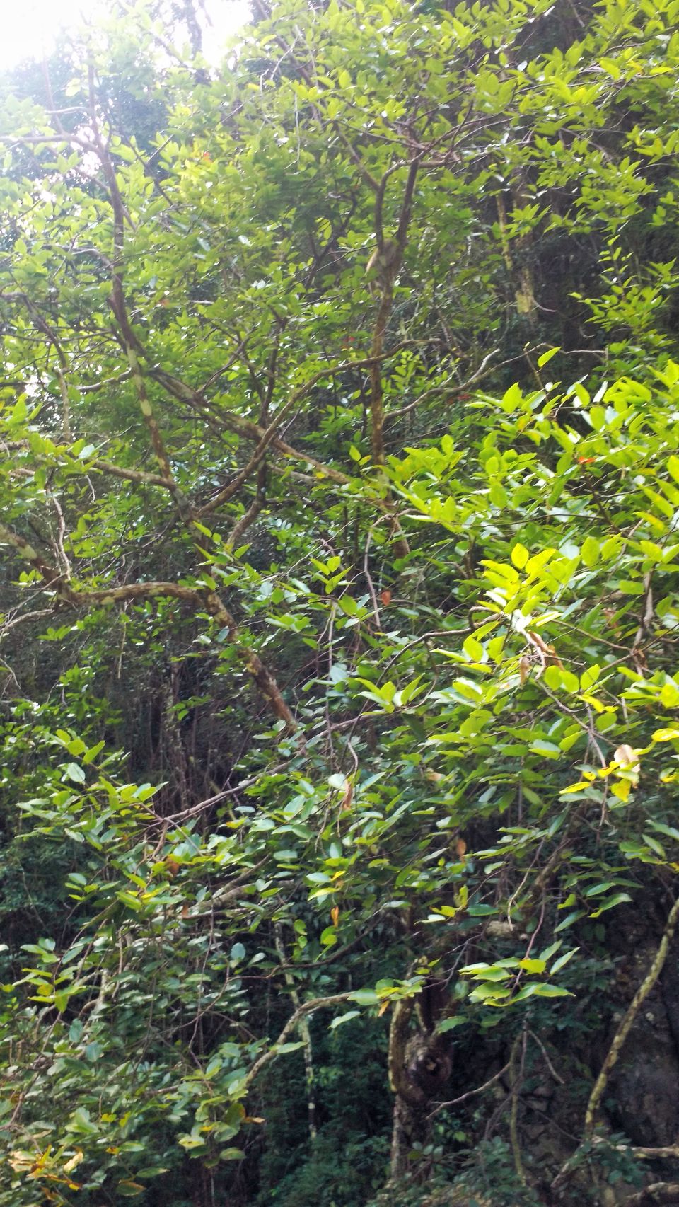 Photo of Chasing Rainbows, Mangroves And Caves: Why Kayaking In Krabi Should Be On Your Adventure List by MissDoLittle a.k.a Khushbu Jhaveri