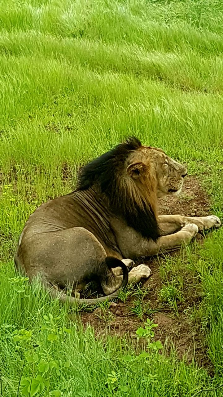 Photo of Sasan Gir, Gujarat, India by MissDoLittle a.k.a Khushbu Jhaveri