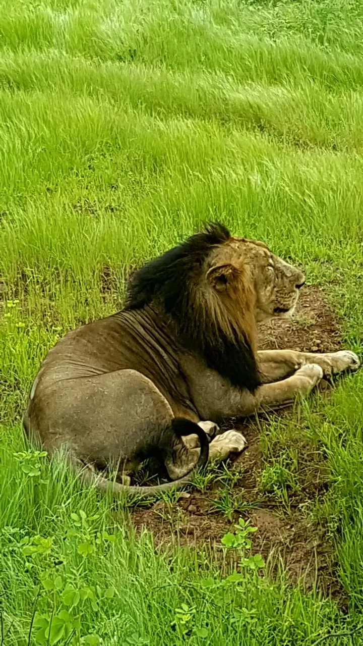 Photo of Sasan Gir, Gujarat, India by MissDoLittle a.k.a Khushbu Jhaveri