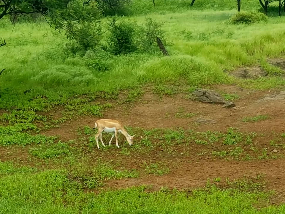 Photo of Sasan Gir, Gujarat, India by MissDoLittle a.k.a Khushbu Jhaveri