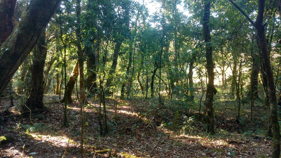 Photo of Inside the Sacred Khasi Forests of Meghalaya by MissDoLittle a.k.a Khushbu Jhaveri