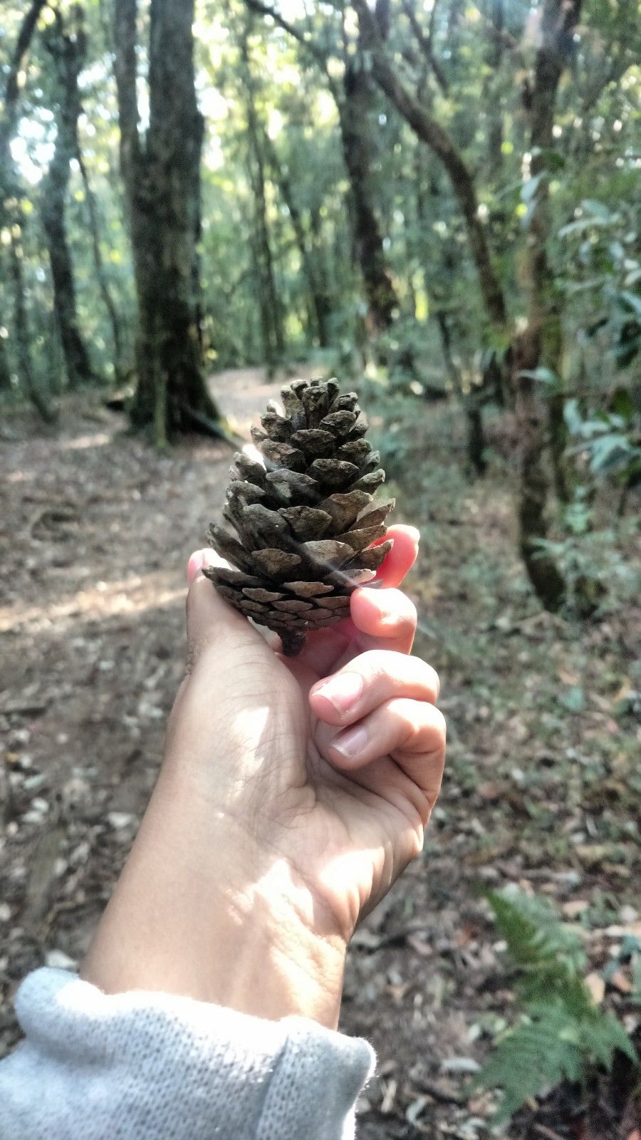 Photo of Inside the Sacred Khasi Forests of Meghalaya by MissDoLittle a.k.a Khushbu Jhaveri