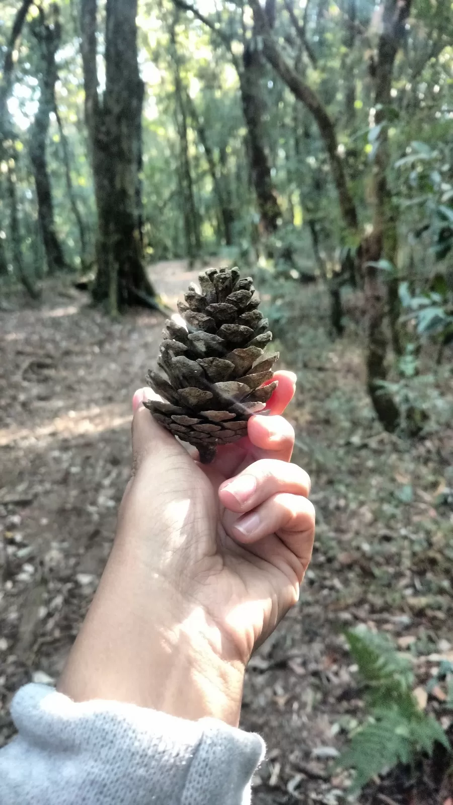 Photo of Inside the Sacred Khasi Forests of Meghalaya by MissDoLittle a.k.a Khushbu Jhaveri