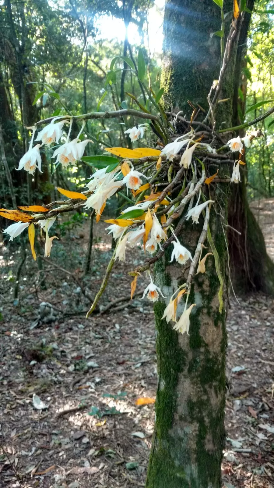 Photo of Inside the Sacred Khasi Forests of Meghalaya by MissDoLittle a.k.a Khushbu Jhaveri