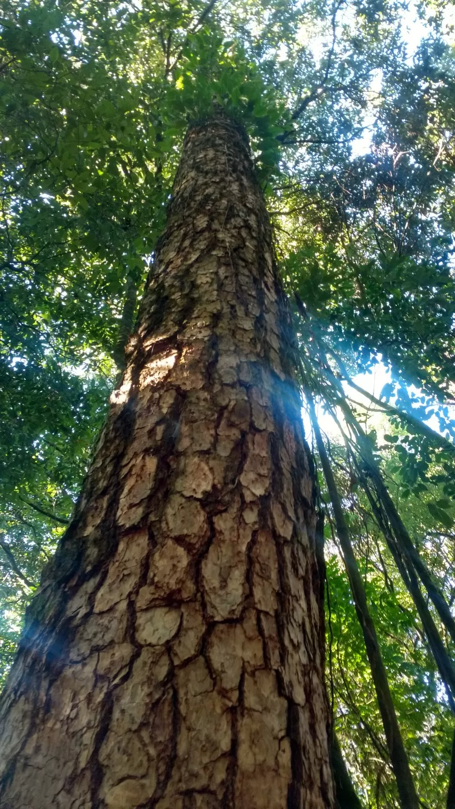 Photo of Inside the Sacred Khasi Forests of Meghalaya by MissDoLittle a.k.a Khushbu Jhaveri
