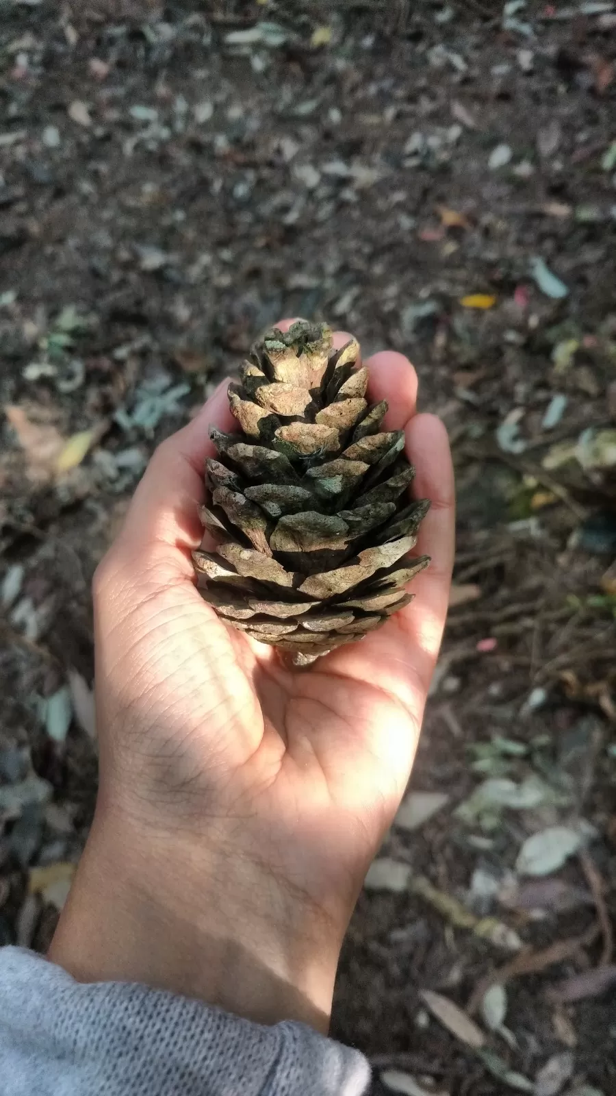 Photo of Inside the Sacred Khasi Forests of Meghalaya by MissDoLittle a.k.a Khushbu Jhaveri