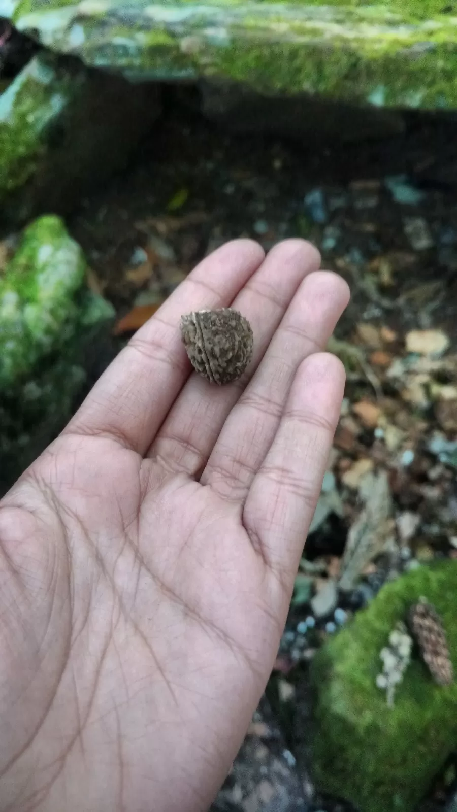 Photo of Inside the Sacred Khasi Forests of Meghalaya by MissDoLittle a.k.a Khushbu Jhaveri