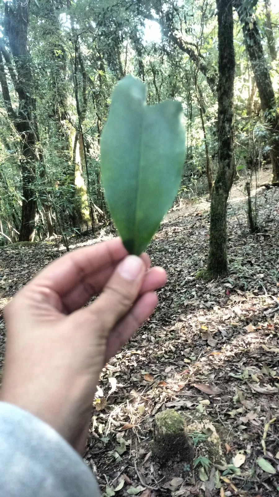 Photo of Inside the Sacred Khasi Forests of Meghalaya by MissDoLittle a.k.a Khushbu Jhaveri